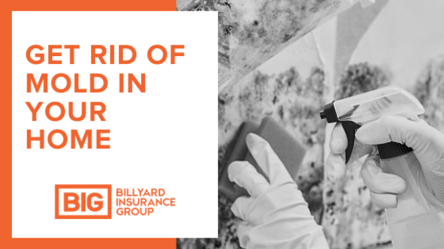How to Get Rid of Mold