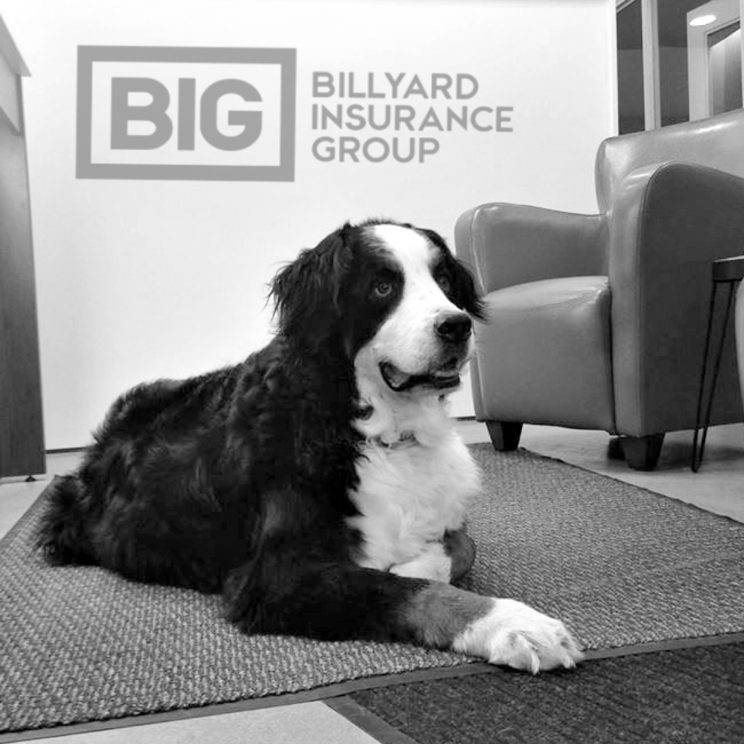 Hank Billyard l Office Dog l BIG Insurance Welland Hank Billyard l Office Dog l BIG Insurance Welland